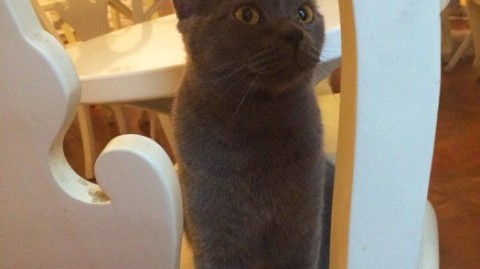 新手开猫猫主题馆开店流程：投资预算与选址技巧全攻略，新手避坑少走弯路