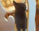 开猫猫主题馆开店流程：投资预算与选址技巧全攻略，避坑少走弯路