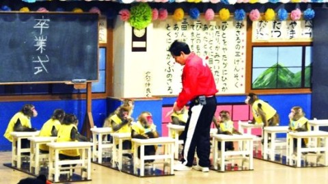 开猴主题公园投资须知：新手选址避坑与回本周期全拆解