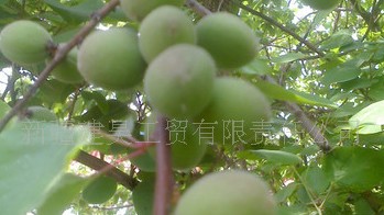宝妈开新疆干果店：65平月入8万，养店一年才回本