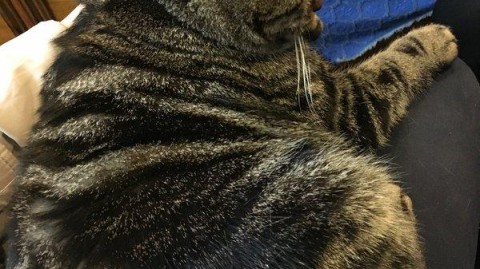 新手开猫主题服饰店避坑指南：投资+选址+进货全流程实操（2026最新版）