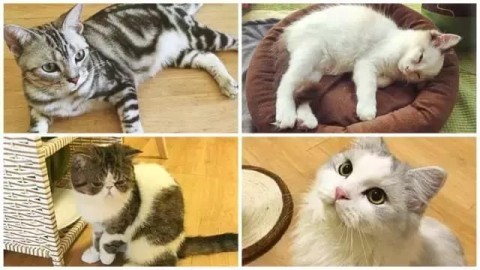 新手开猫主题店开店流程：2026年猫咖开店投资、选址避坑及盈利攻略（猫主题店+猫咖版）