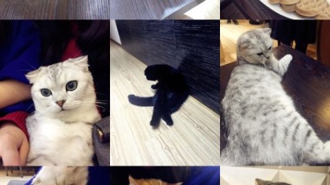 新手开猫咖店：怎么开猫咪主题咖啡馆投资预算选址避坑全攻略（30字）