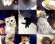 开猫咖店：怎么开猫咪主题咖啡馆投资预算选址避坑全攻略（30字）