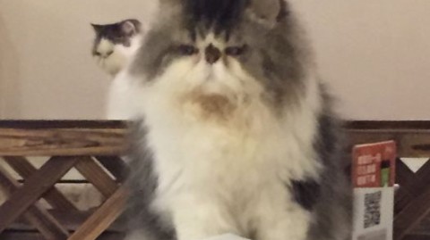 新手开猫咪主题店铺避坑指南：5步从选址到回本（附投资预算+利润测算）