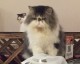 开猫咪主题店铺避坑指南：5步从选址到回本（附投资预算+利润测算）