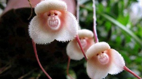 新手开兰花主题花店避坑指南：投入多少、选址进货全流程（小白实操版）