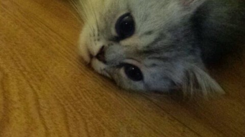 新手开主题猫吧避坑干货：30万起就能开家锦猫小舍主题猫吧