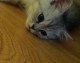 开主题猫吧避坑干货：30万起就能开家锦猫小舍主题猫吧