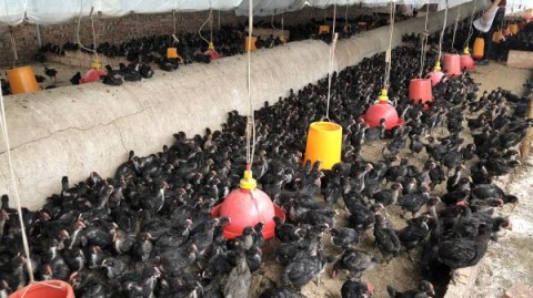 开养鸡场全攻略：选址防疫成本利润清单