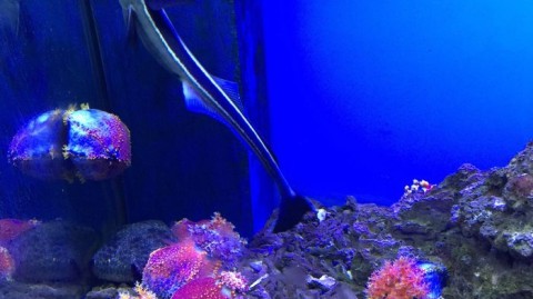 海珊瑚主题餐厅海口开店攻略｜海洋主题餐厅投资预算深海体验这样落地