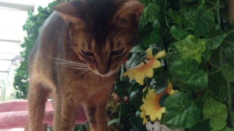 猫咪主题咖啡加盟真的赚钱吗？开业第1天花掉18万血泪教训