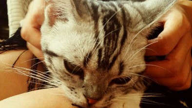 标题：新手开猫咪主题咖啡店开店流程避坑指南投资明细