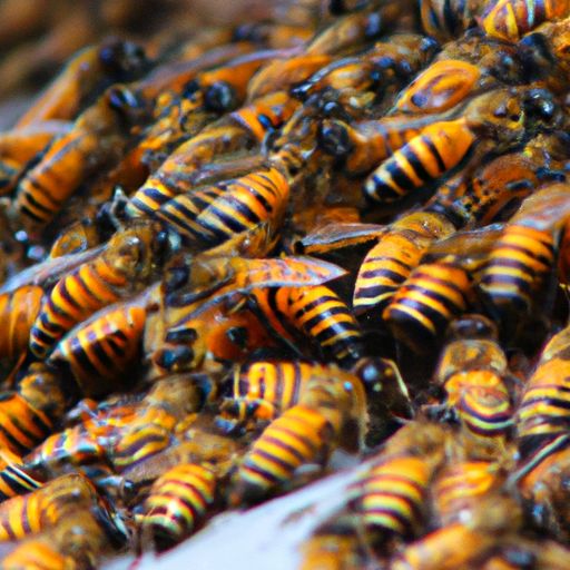罗浮山蜂蜜罗浮山蜂蜜是真的吗？详细解析罗浮山蜂蜜的真伪及其特点 罗浮山蜂蜜是真的吗