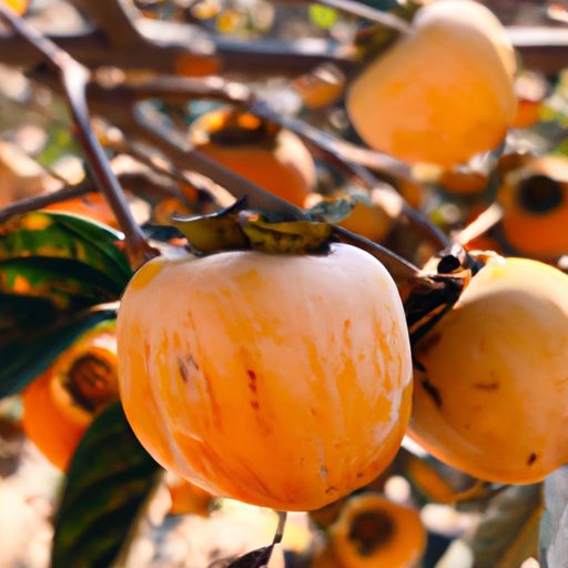 金果王金果王橄榄核：一种珍贵的天然保健品 金果王橄榄核