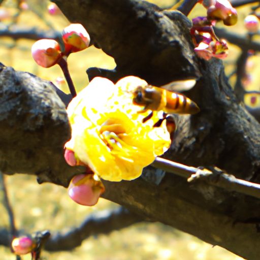 蕊源蜂业蕊源蜂业及蕊源蜂业有限公司——打造高品质蜂产品的领先品牌 蕊源蜂业有限公司