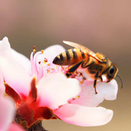 蜂言蜜语招商加盟蜂言蜜语招商加盟及蜂言蜜语是什么意思 蜂言蜜语是什么意思