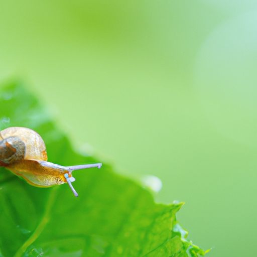 绿蜗绿蜗及绿蜗牛——探究这些神秘生物的生态和特性 绿蜗牛图1