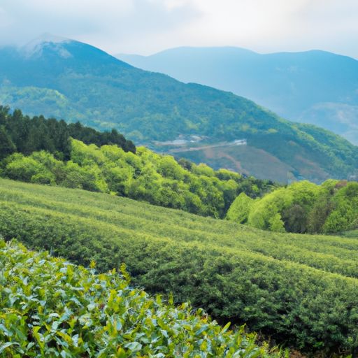 连赞茶业连赞茶业：传承百年工艺，打造优质茶叶 连赞茶业官网
