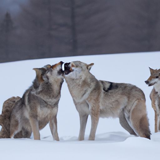 七匹狼集团七匹狼集团大公子：一个富二代的故事 七匹狼集团大公子