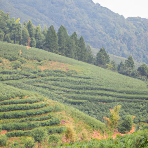 去茶山