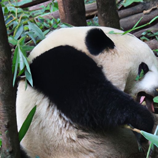 熊猫快收熊猫快收是什么快递？熊猫快收的服务内容及优势