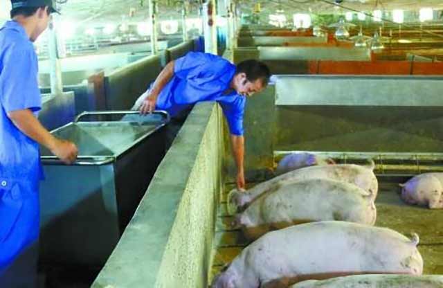 猪饲料代理猪饲料代理：一个有利可图的商业机会 猪饲料代理利润大吗