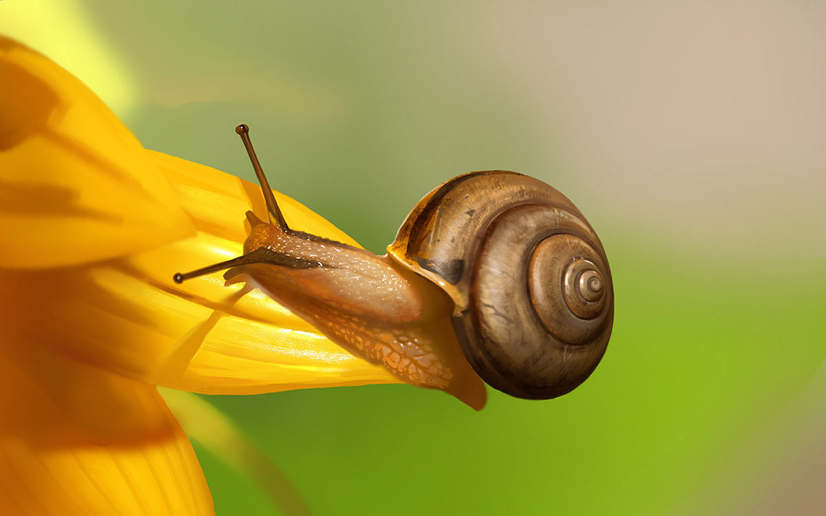绿蜗绿蜗及绿蜗牛——探究这些神秘生物的生态和特性 绿蜗牛