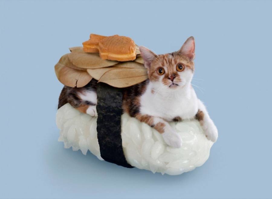 寿司猫2寿司猫2及寿司猫2增强版：最新版本的日式美食主题游戏 寿司猫2增强版图2